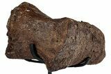 Hadrosaur (Edmontosaurus) Phalanx with Metal Stand - Montana #351947-3